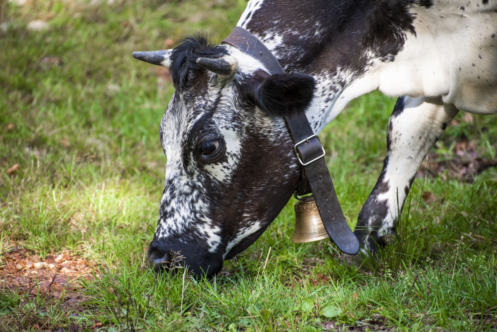 Nikon D750 sample photo. Cow, spotted, black photography