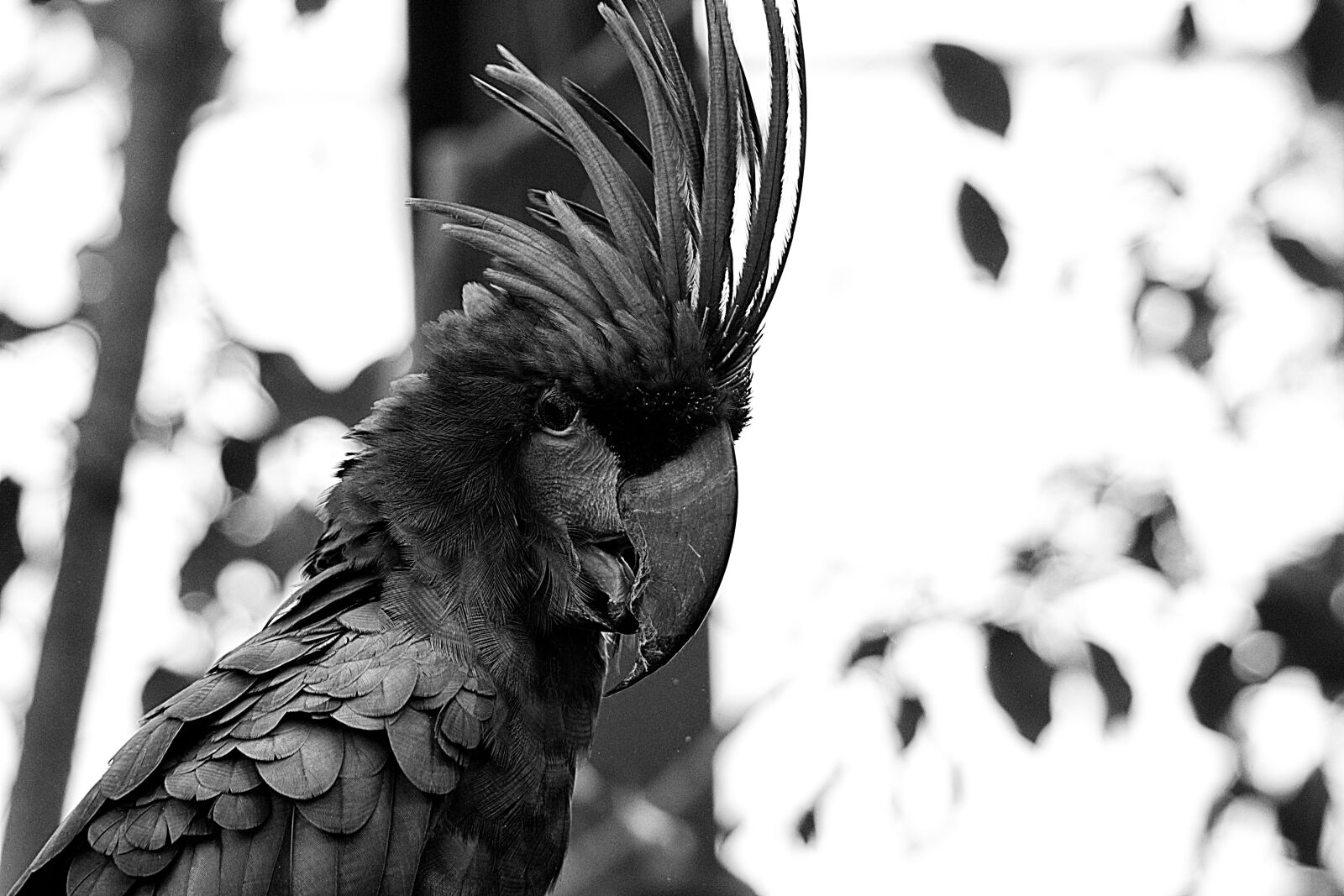 Canon EOS 70D sample photo. Animal, birds, black, and photography