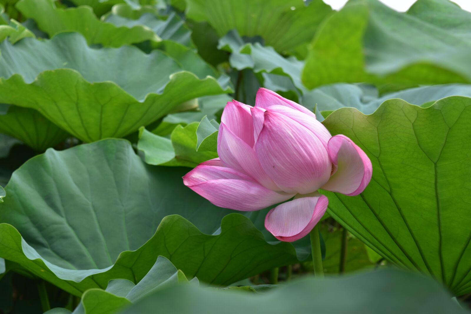 Nikon D5600 sample photo. Water lily, blossom, bloom photography