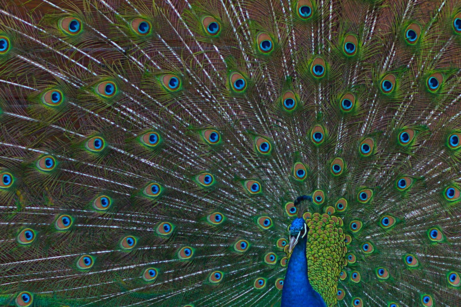 Pentax K-50 sample photo. Peacock, bird, wheel photography