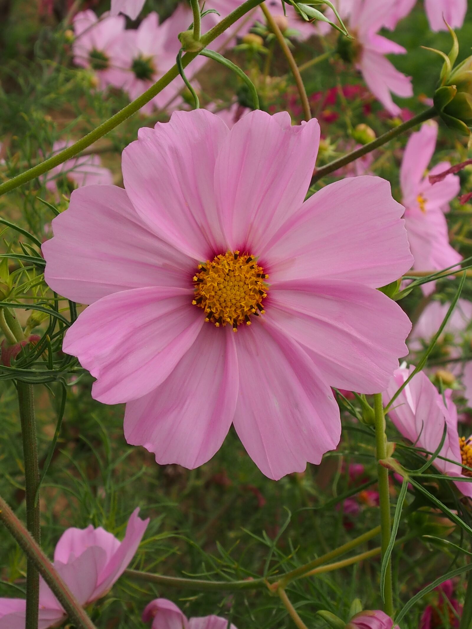 Olympus OM-D E-M5 sample photo. Cosmos, blossom, bloom photography