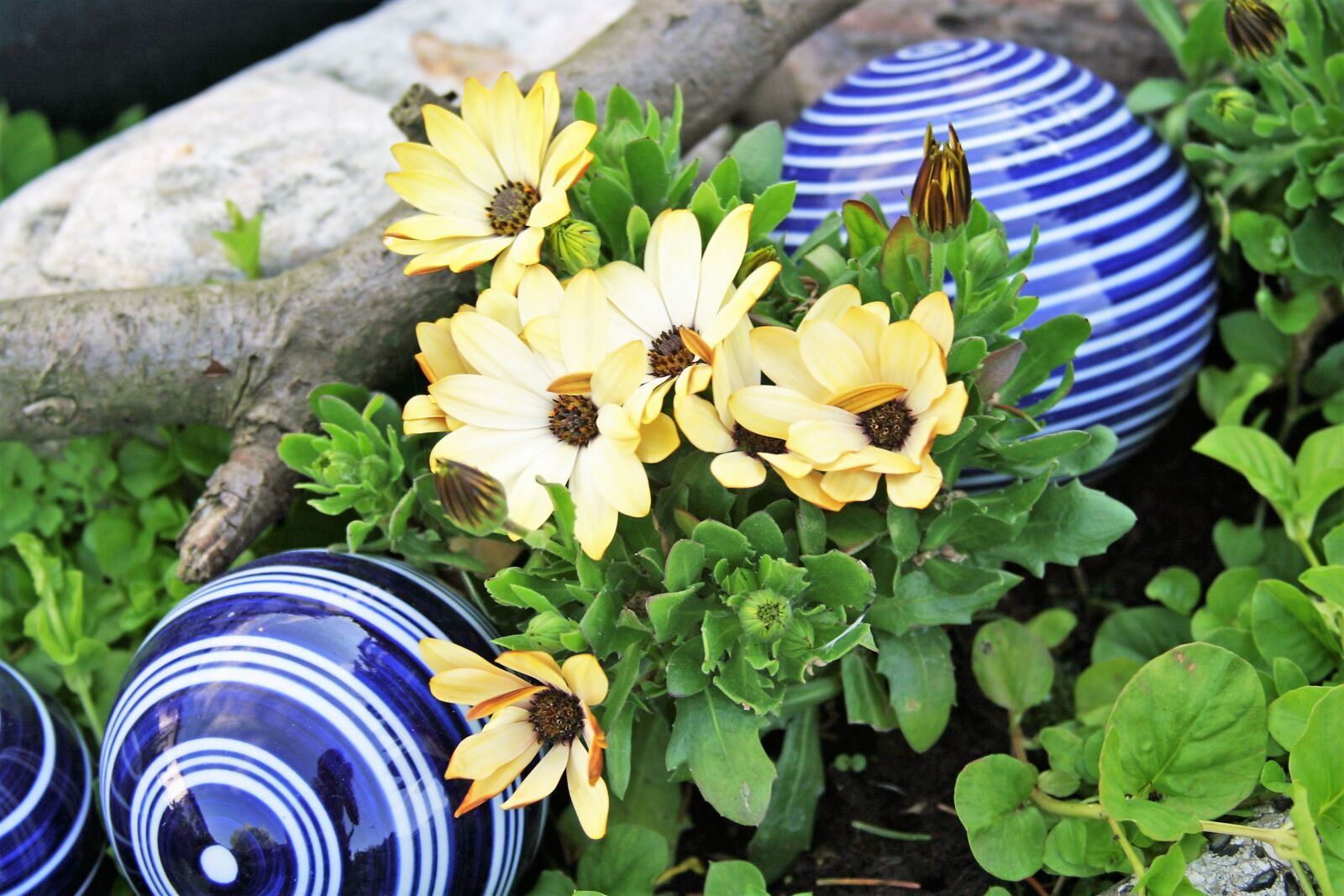 Canon EOS 10D sample photo. Nature, plant, leaf photography