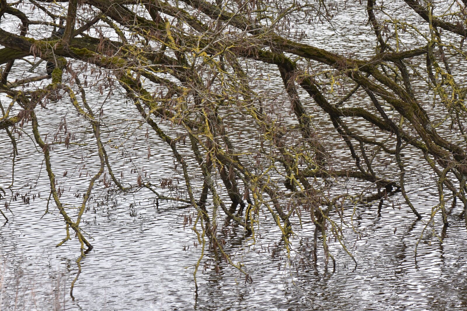 Nikon D7200 sample photo. Water, tree, hang photography