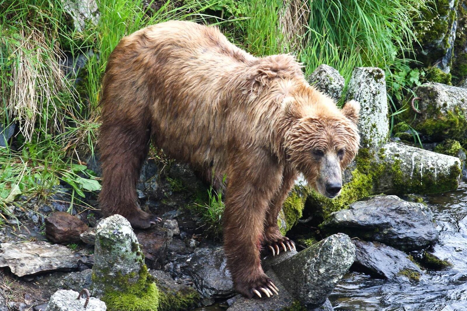 Canon EOS 40D sample photo. Brown bear, watching, fish photography