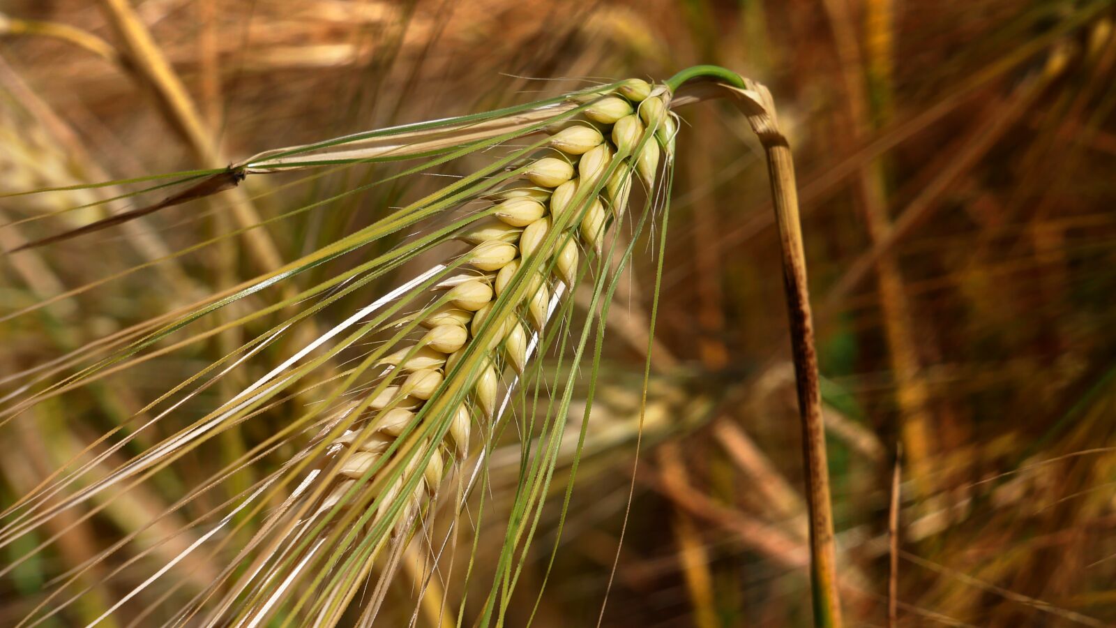 Panasonic Lumix DMC-GX85 (Lumix DMC-GX80 / Lumix DMC-GX7 Mark II) sample photo. Barley, agriculture, grain photography