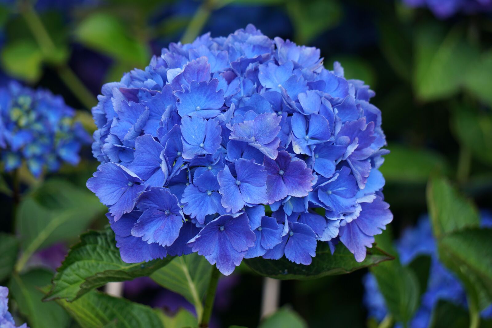 Sony a6000 sample photo. Flower, hydrangea, blue photography