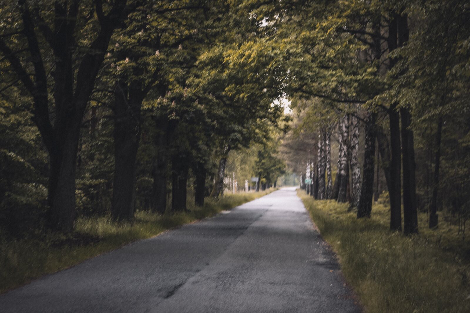 Canon EF75-300mm f/4-5.6 sample photo. Forest, road, nature photography