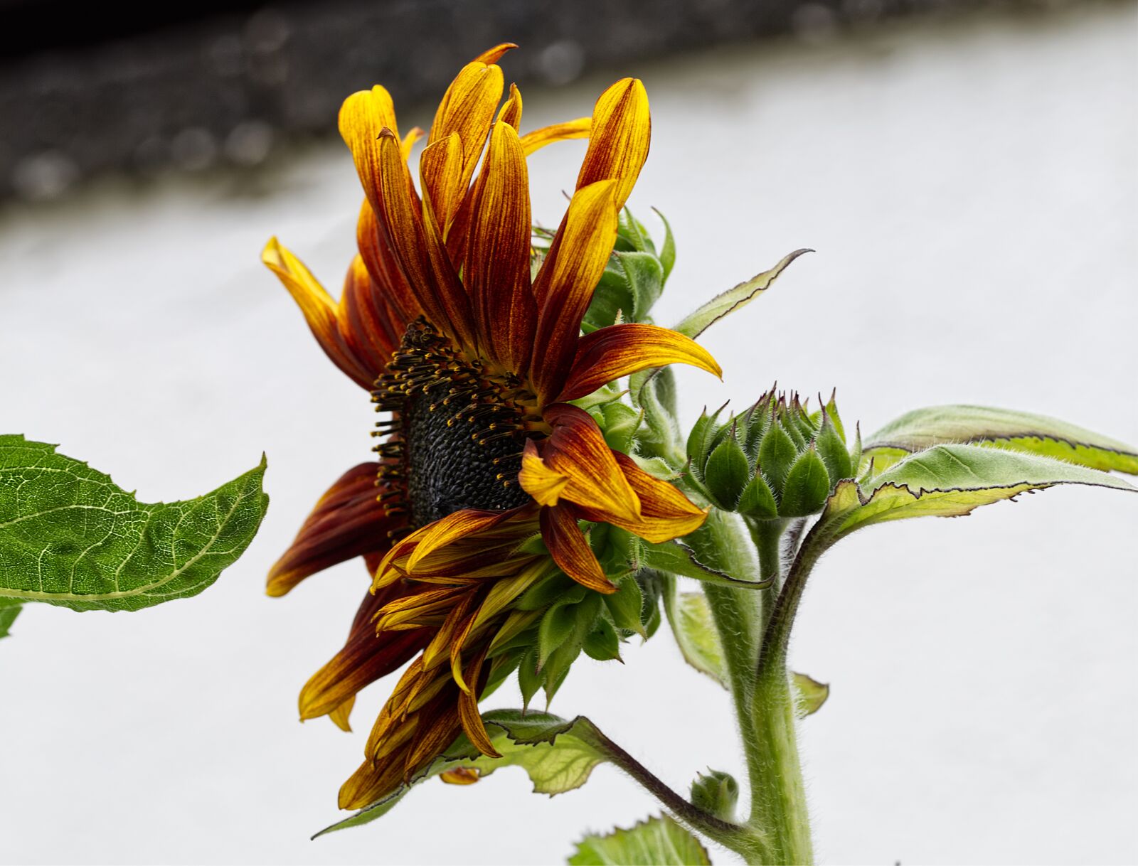 Nikon D5500 sample photo. Flower, sunflower, blossom photography