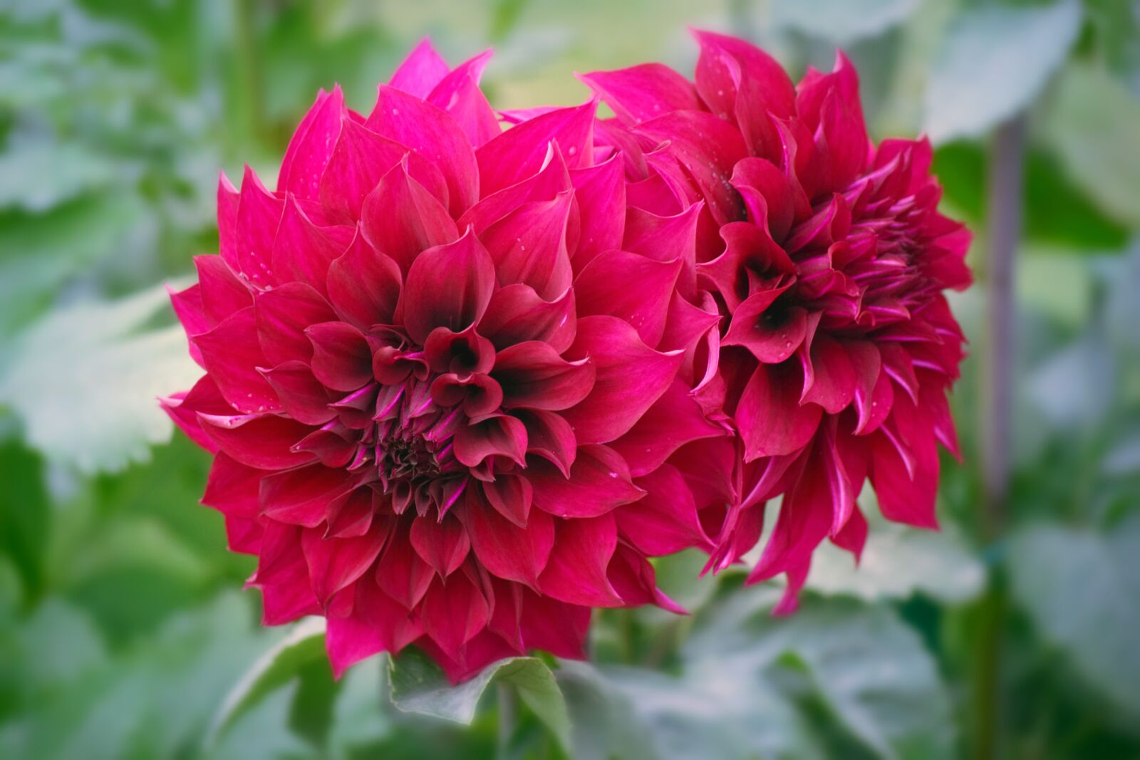 Nikon D5300 sample photo. Flower, red, petals photography