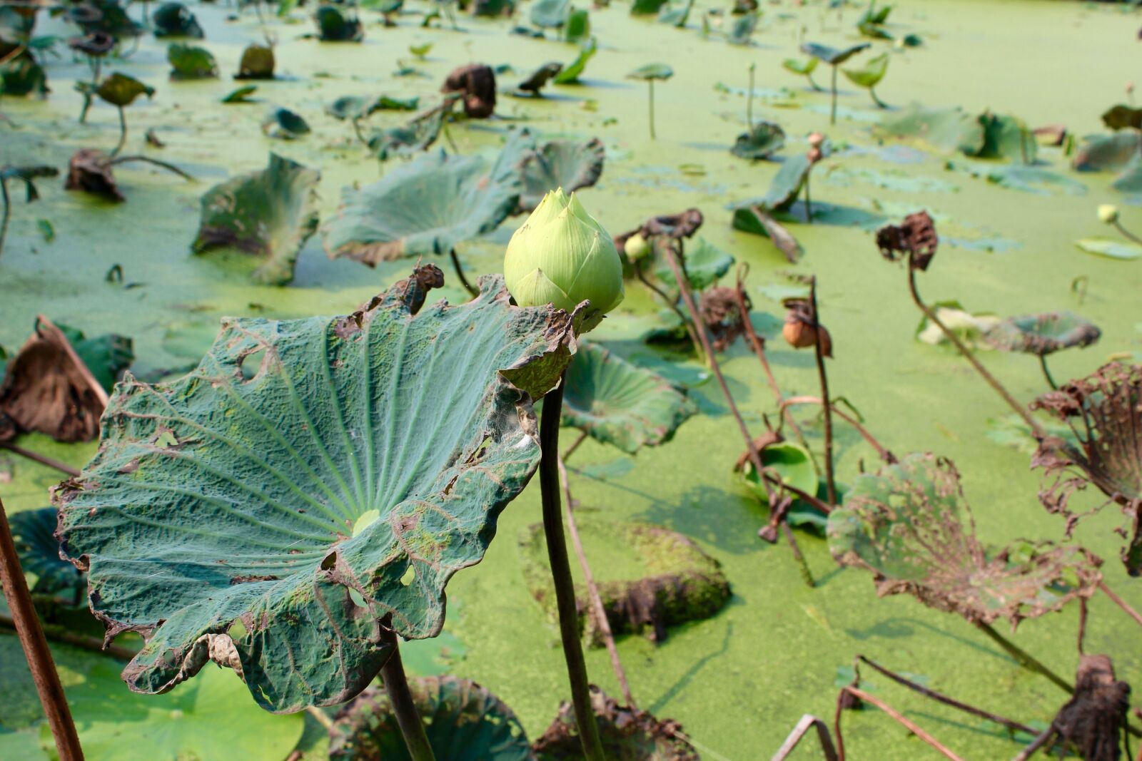 Canon EOS 600D (Rebel EOS T3i / EOS Kiss X5) sample photo. Lotus, leaves, aquatic plant photography