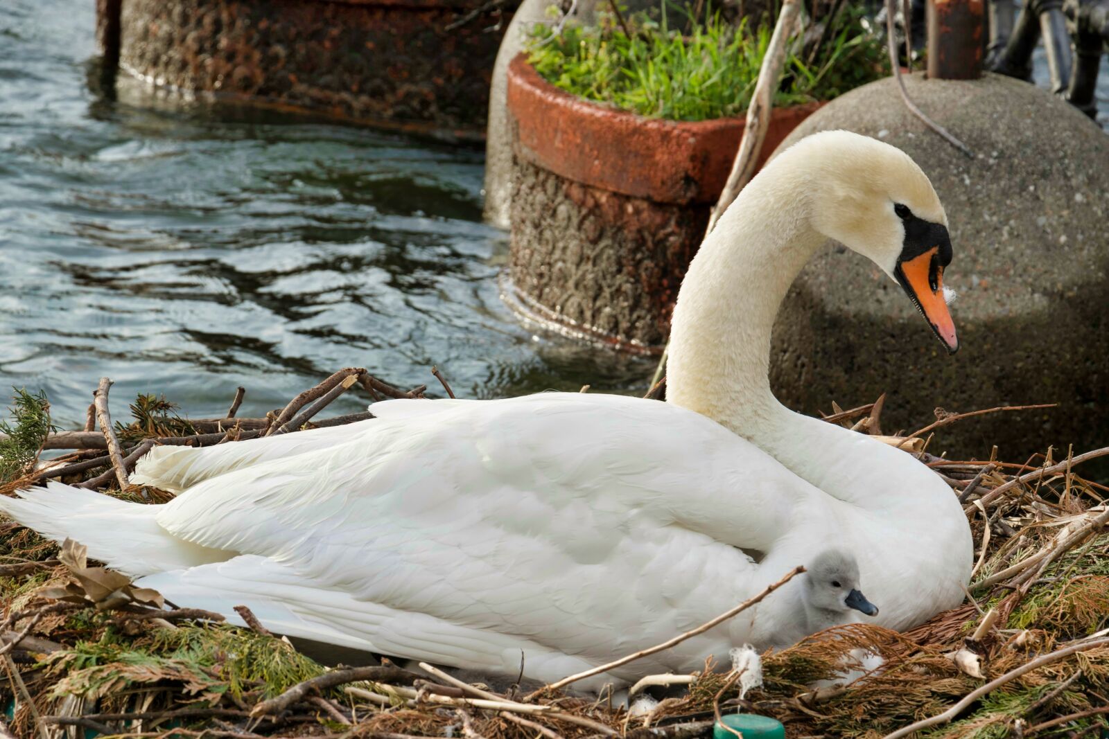 Canon EOS 7D Mark II sample photo. Swan, water, nature photography