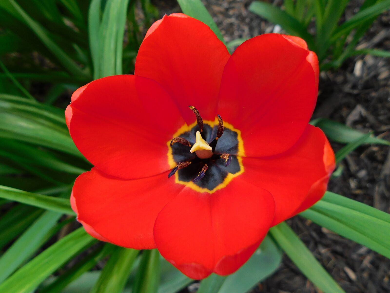 Nikon Coolpix B500 sample photo. Top, view, tulip photography