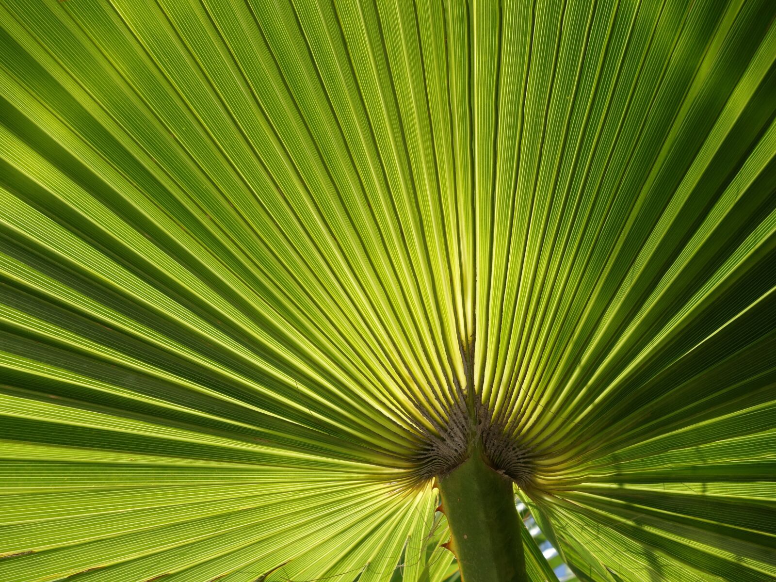 Sony Cyber-shot DSC-RX100 II sample photo. Fan palm, leaves, subjects photography