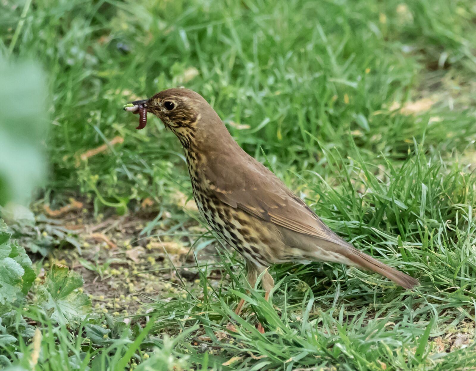 Canon EOS 7D Mark II + 150-600mm F5-6.3 DG OS HSM | Contemporary 015 sample photo. Thrush with food, mistle photography