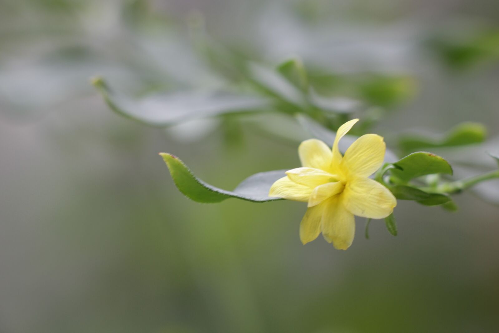 Canon EOS 550D (EOS Rebel T2i / EOS Kiss X4) sample photo. Flower, yellow, gentle photography