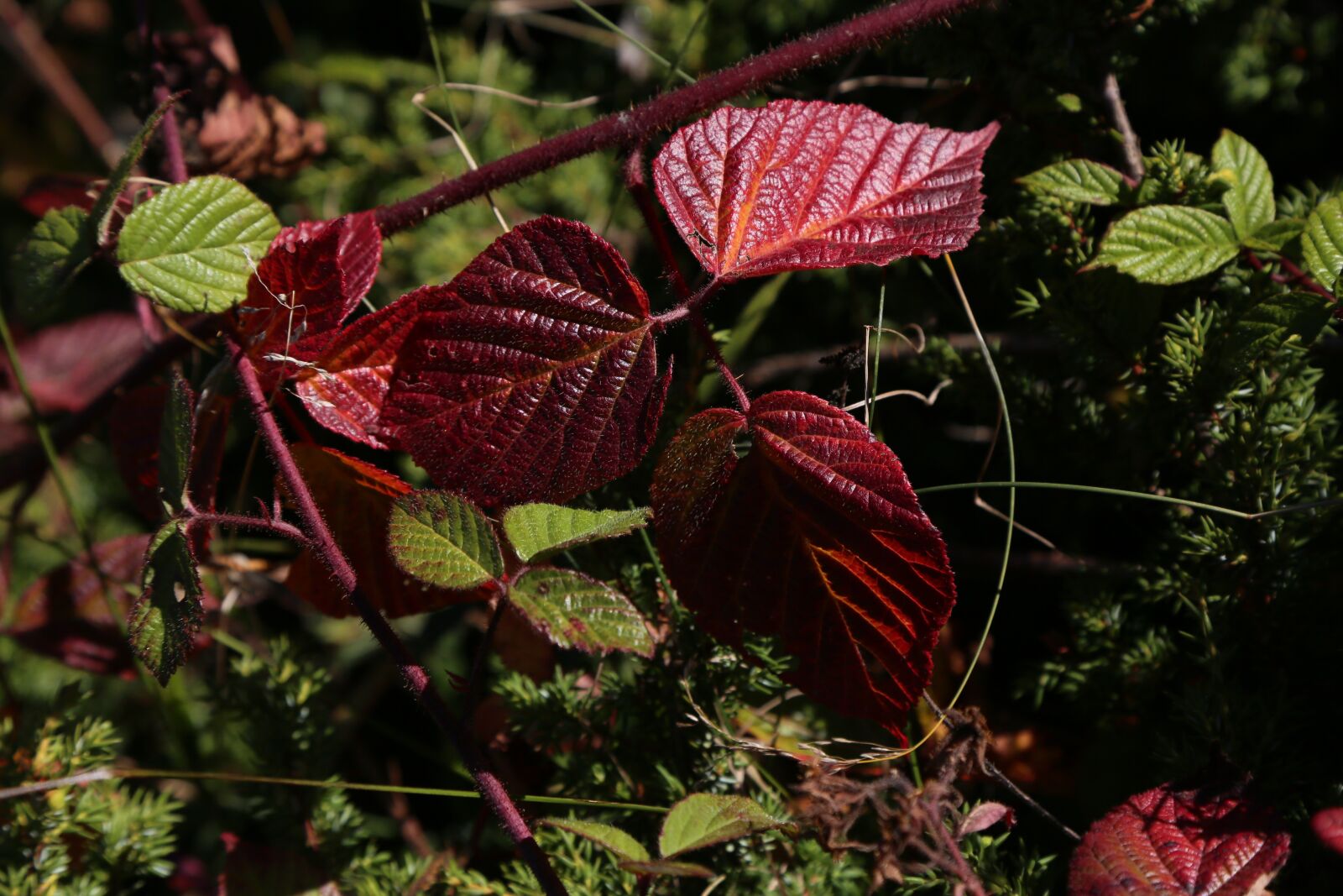 Canon EF 24-105mm F4L IS USM sample photo. Leaves, nature, green photography