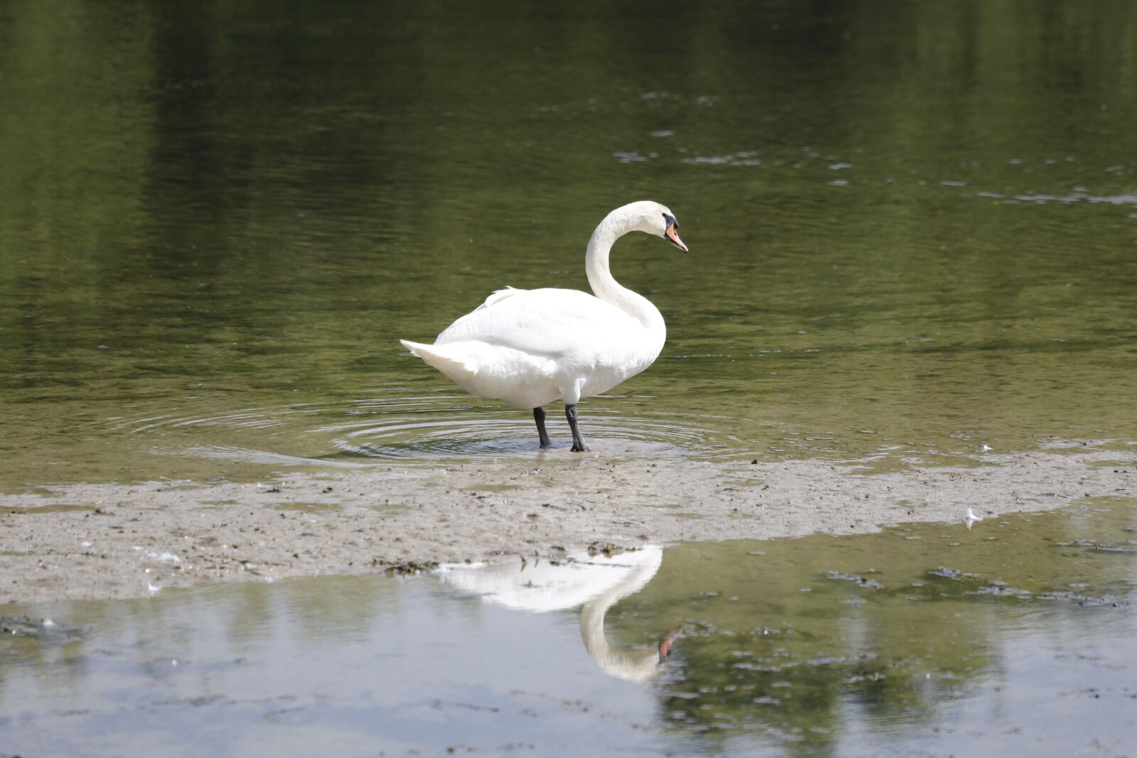 Canon EF 100-400mm F4.5-5.6L IS USM sample photo. Swan, water, lake photography