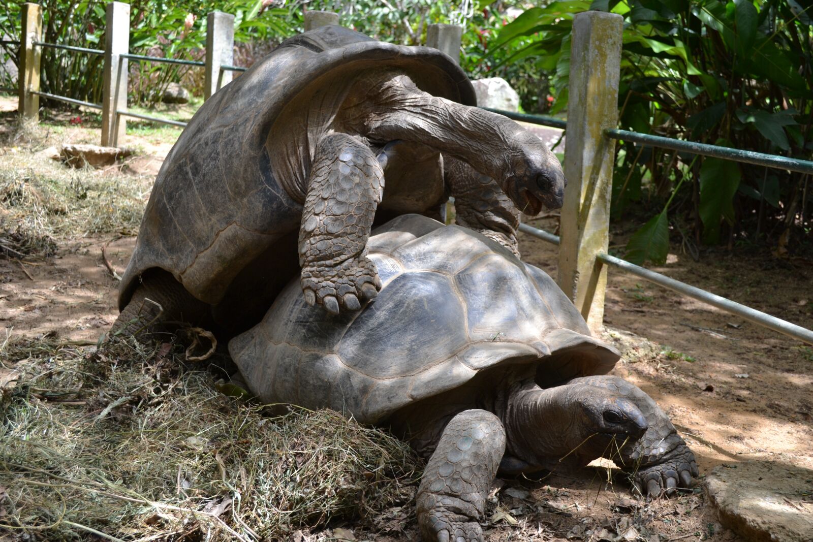 Nikon D3100 sample photo. Aldabra, tortoise, giant photography