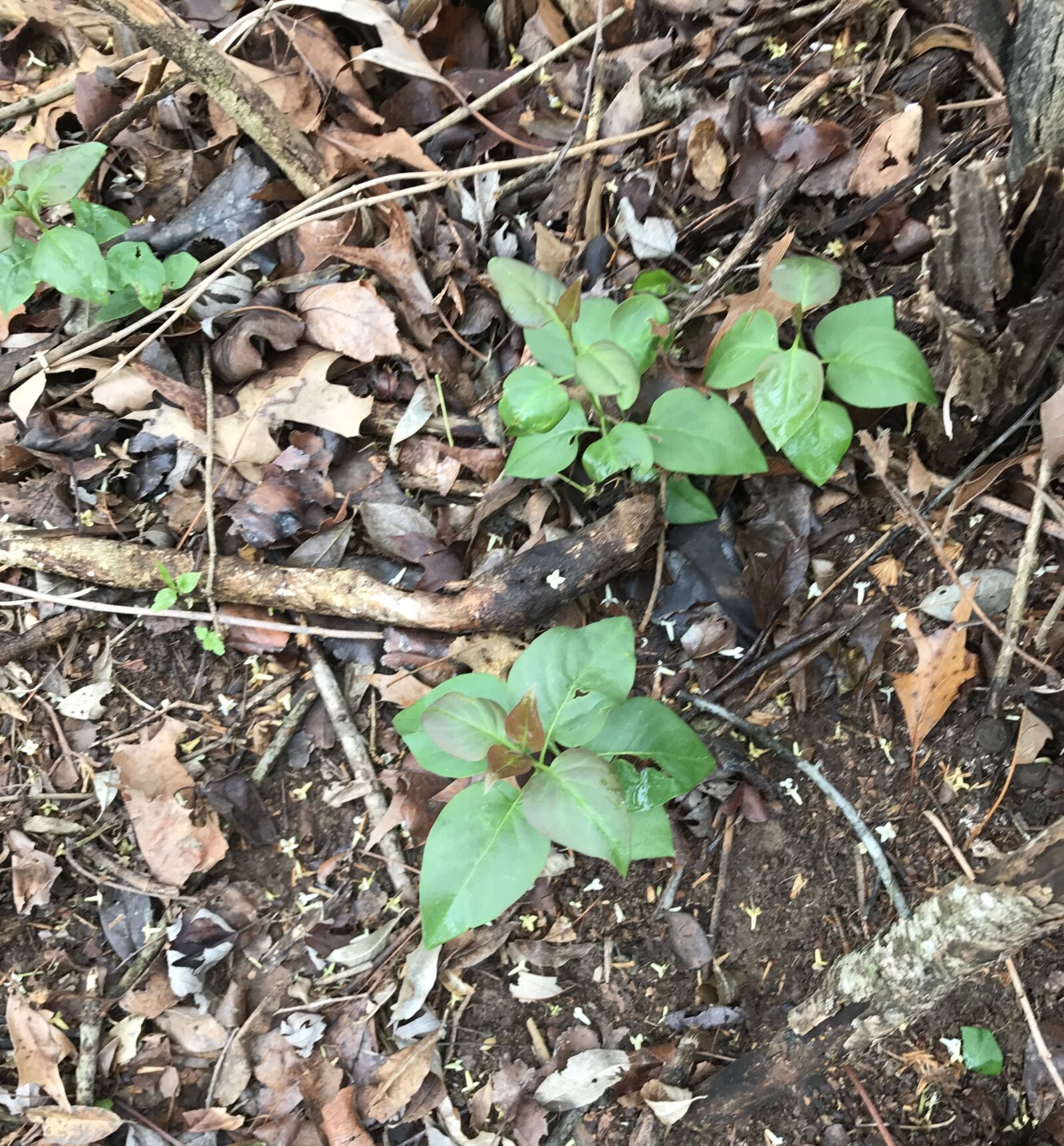 Apple iPhone 7 sample photo. Tree, saplings, nature photography