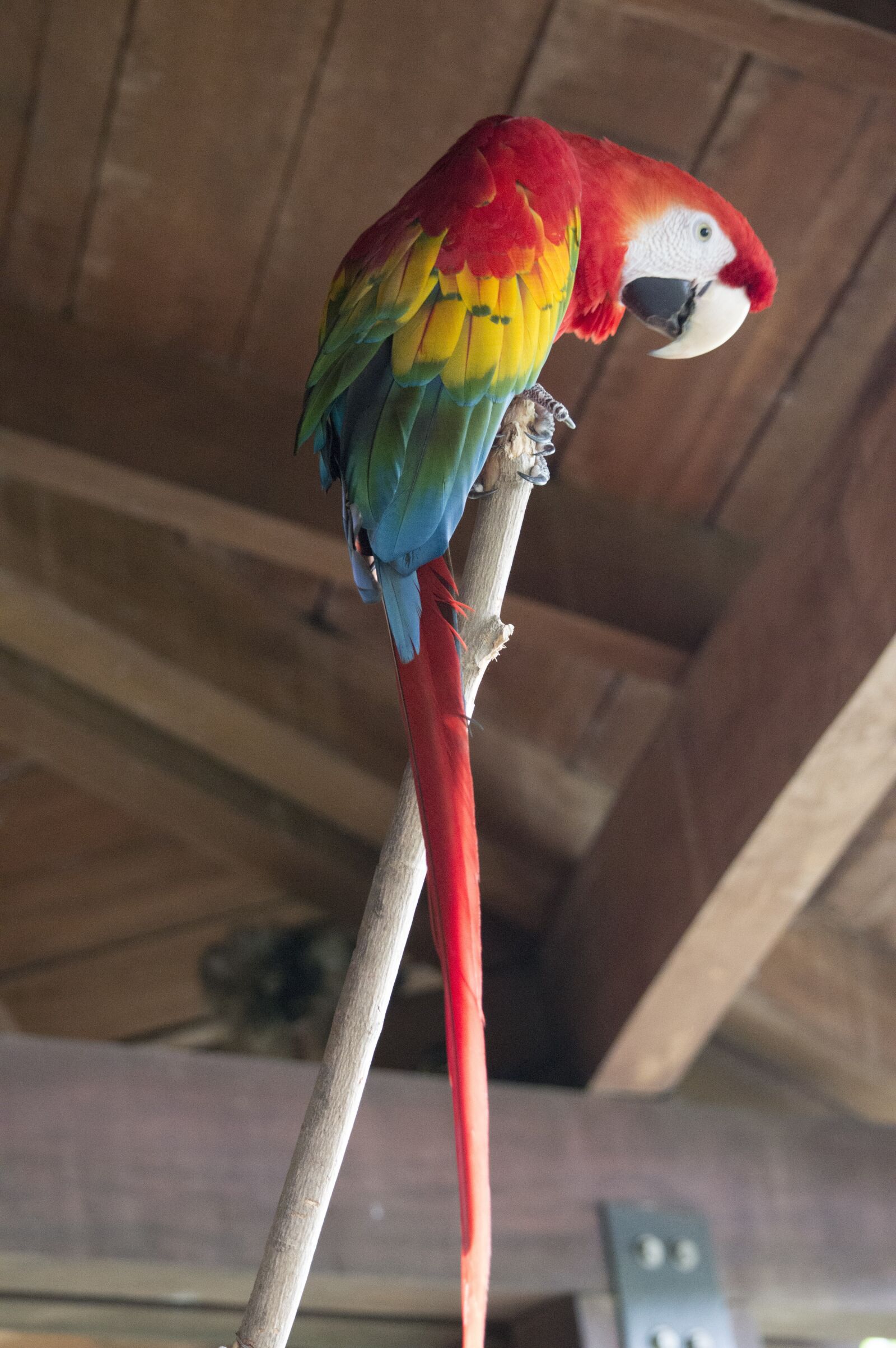 Nikon D3200 sample photo. Parrot, macaw, red photography