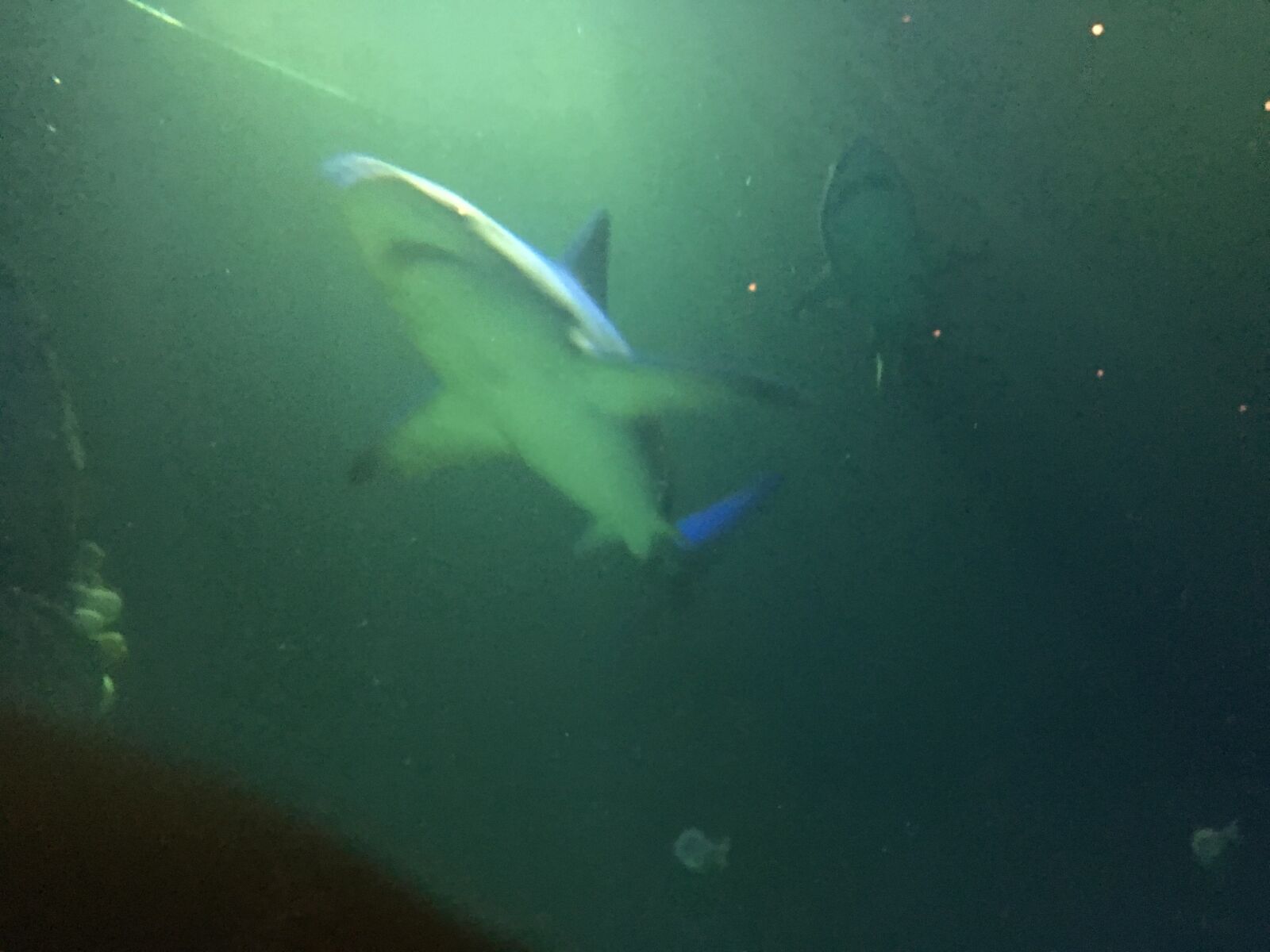 Apple iPhone 6s Plus sample photo. Shark, is, coming photography