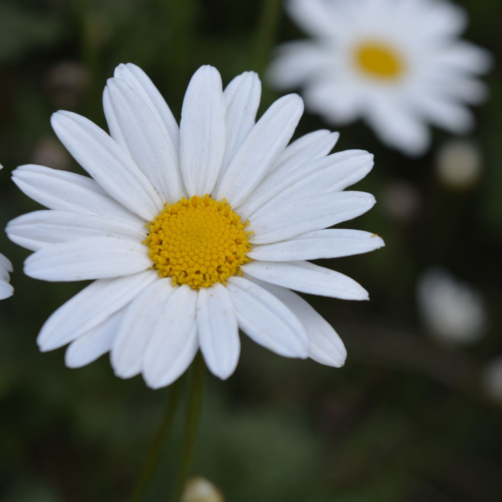 Nikon D5200 sample photo. Flower, flora, nature photography