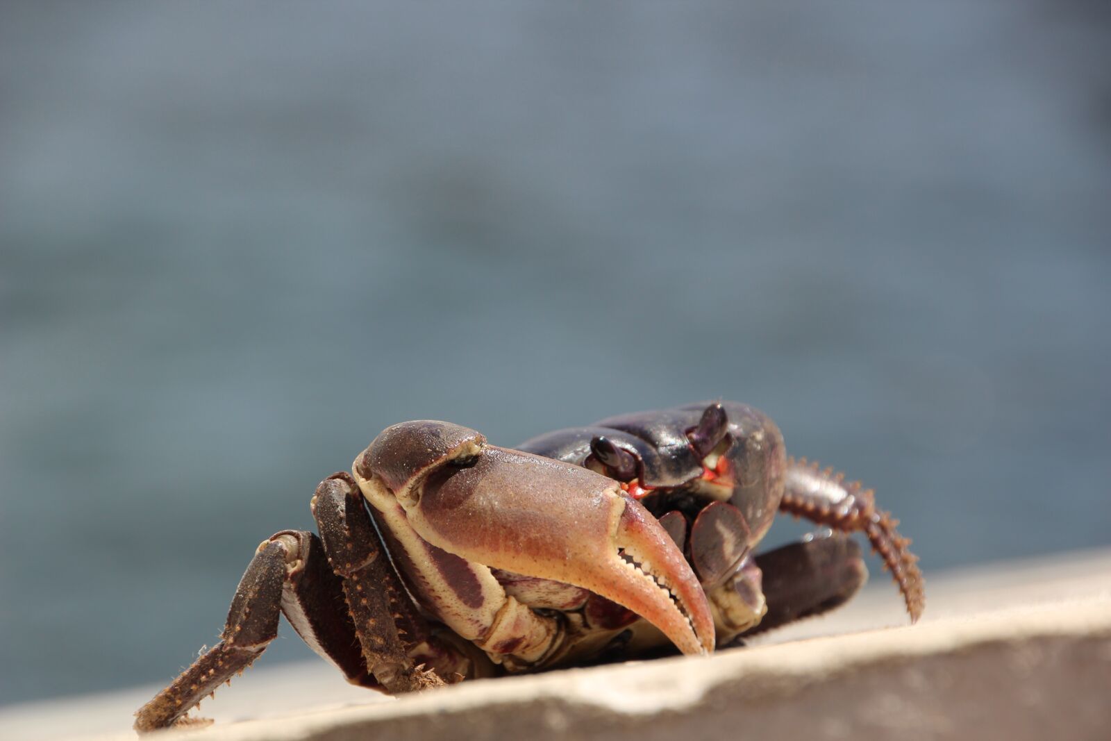 Canon EOS 600D (Rebel EOS T3i / EOS Kiss X5) sample photo. Animal, crab, sea photography