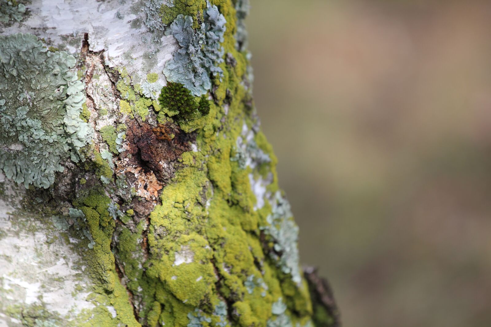 Canon EOS 550D (EOS Rebel T2i / EOS Kiss X4) sample photo. Nature, tree, outdoors photography