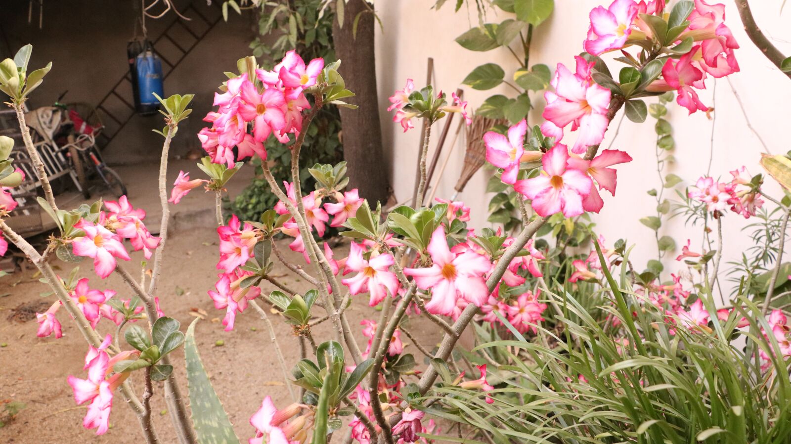 Canon EOS 750D (EOS Rebel T6i / EOS Kiss X8i) sample photo. Flowers, garden, plant photography