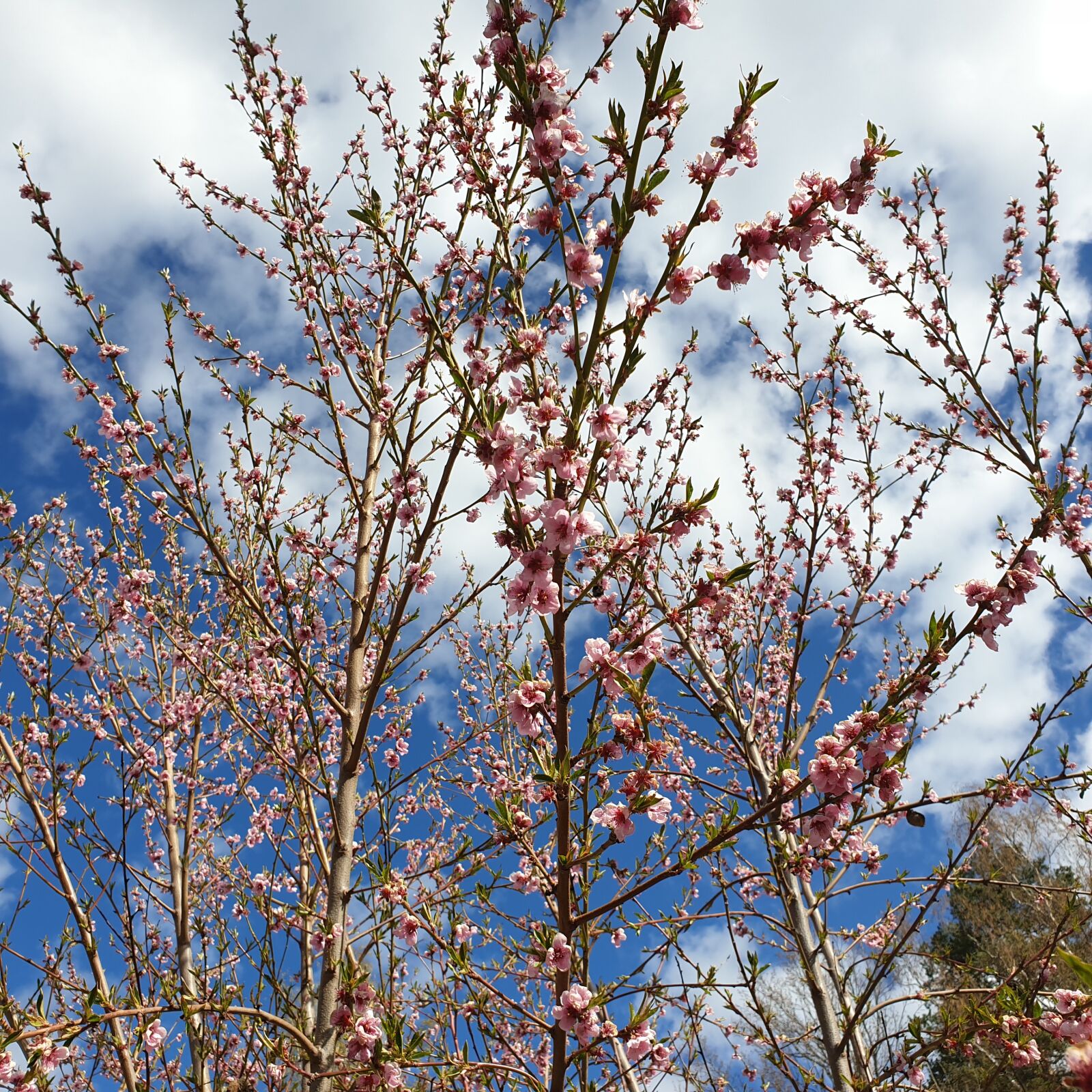 Samsung Galaxy S9 sample photo. Flowers, spring, the peach photography