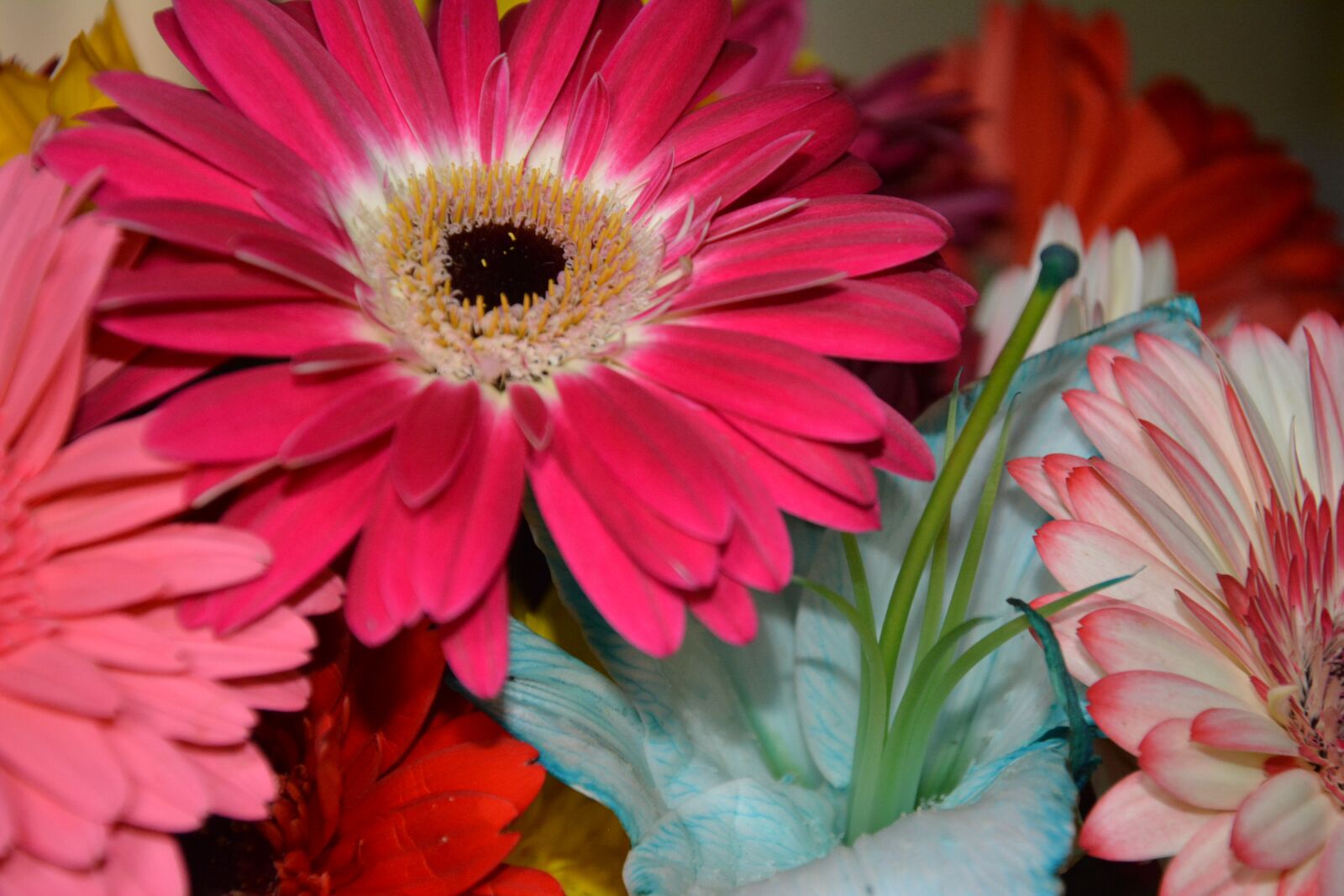 Nikon D7100 sample photo. Flowers, vegetation, nature photography
