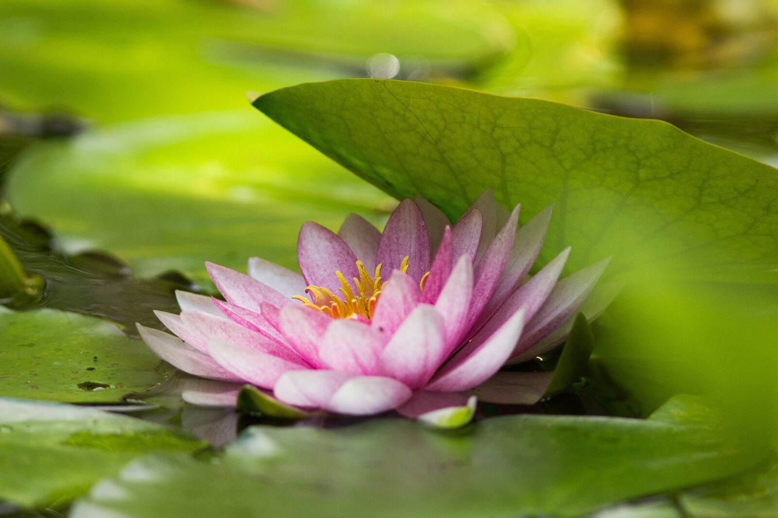 Canon EOS 700D (EOS Rebel T5i / EOS Kiss X7i) sample photo. Water lily, frog, pond photography