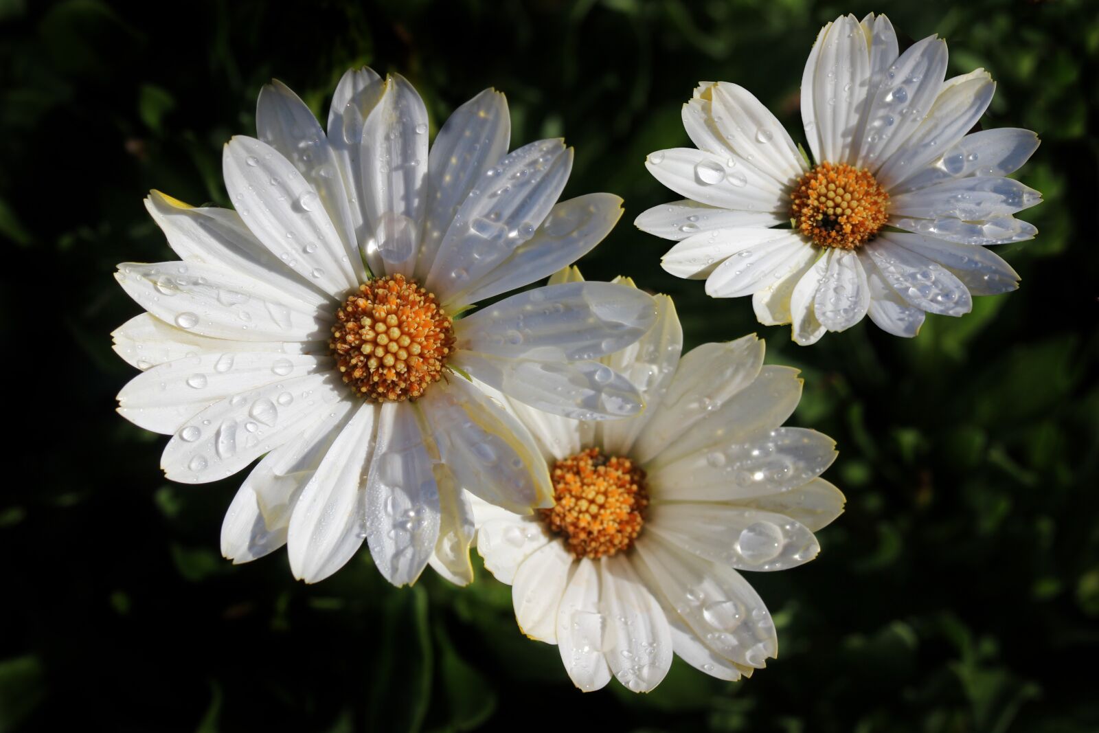 Canon EOS 600D (Rebel EOS T3i / EOS Kiss X5) sample photo. Daises, water, drops photography