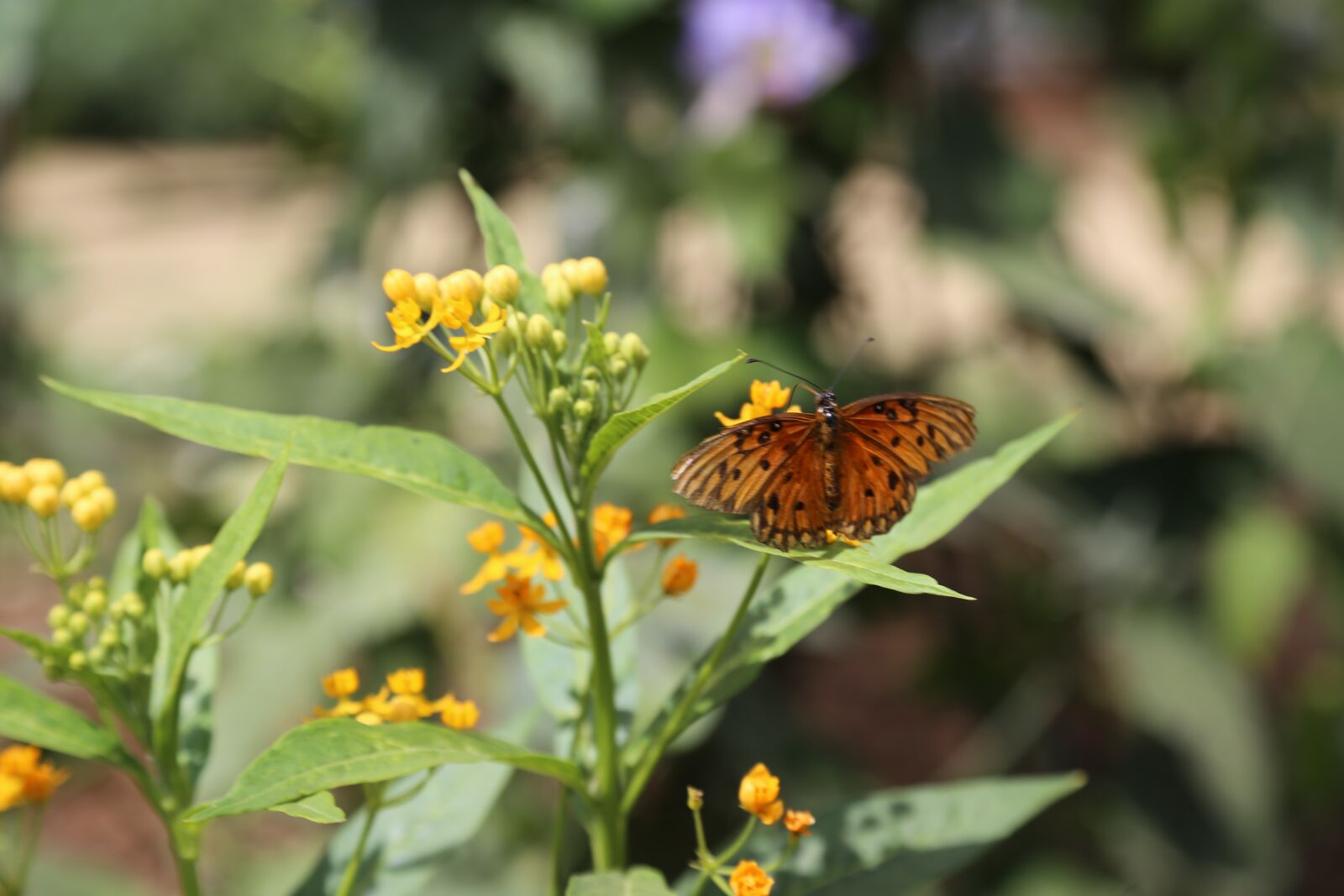Canon EOS 6D + Canon EF 24-105mm F4L IS USM sample photo. Nature, flower, insect photography