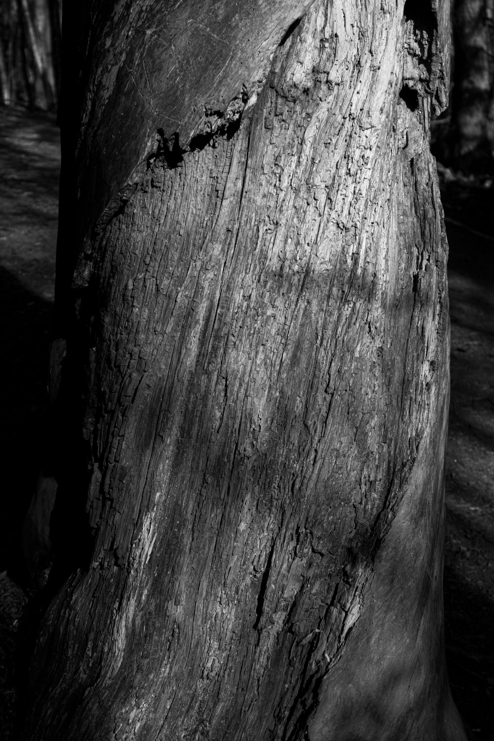Canon PowerShot G7 X Mark II sample photo. Rotten wood, decay, rotten photography