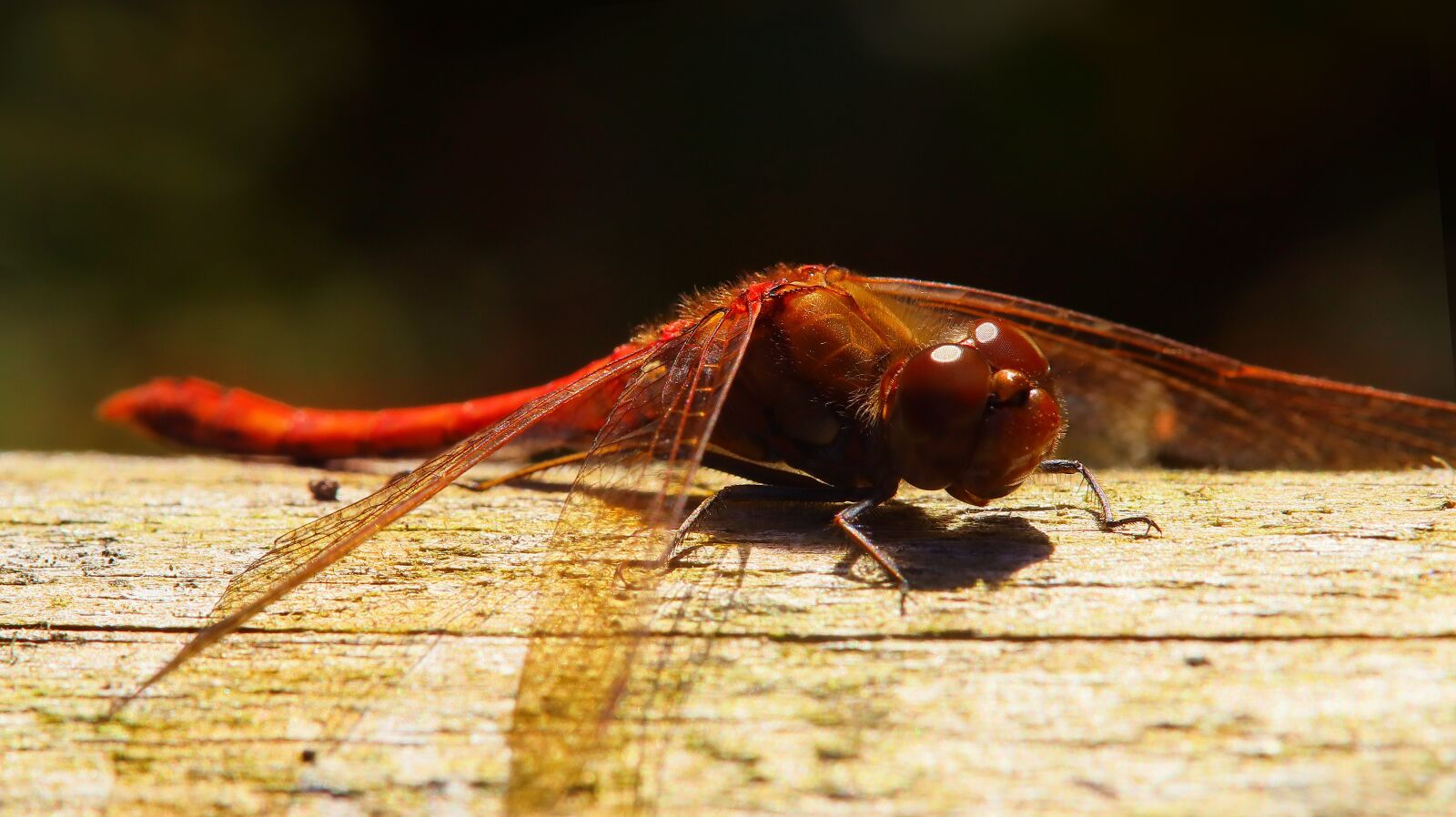 Canon EOS M50 (EOS Kiss M) sample photo. Dragonfly, insect, red photography