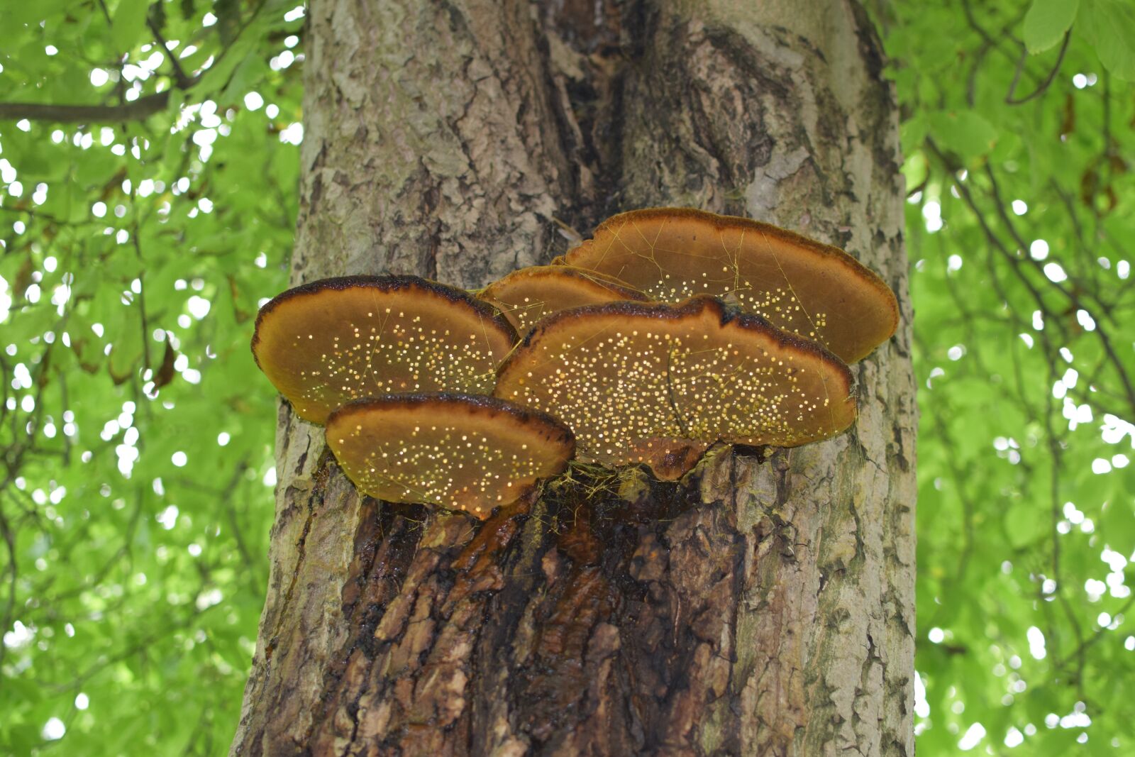 Nikon D5300 sample photo. Tree fungus, drip, tree photography