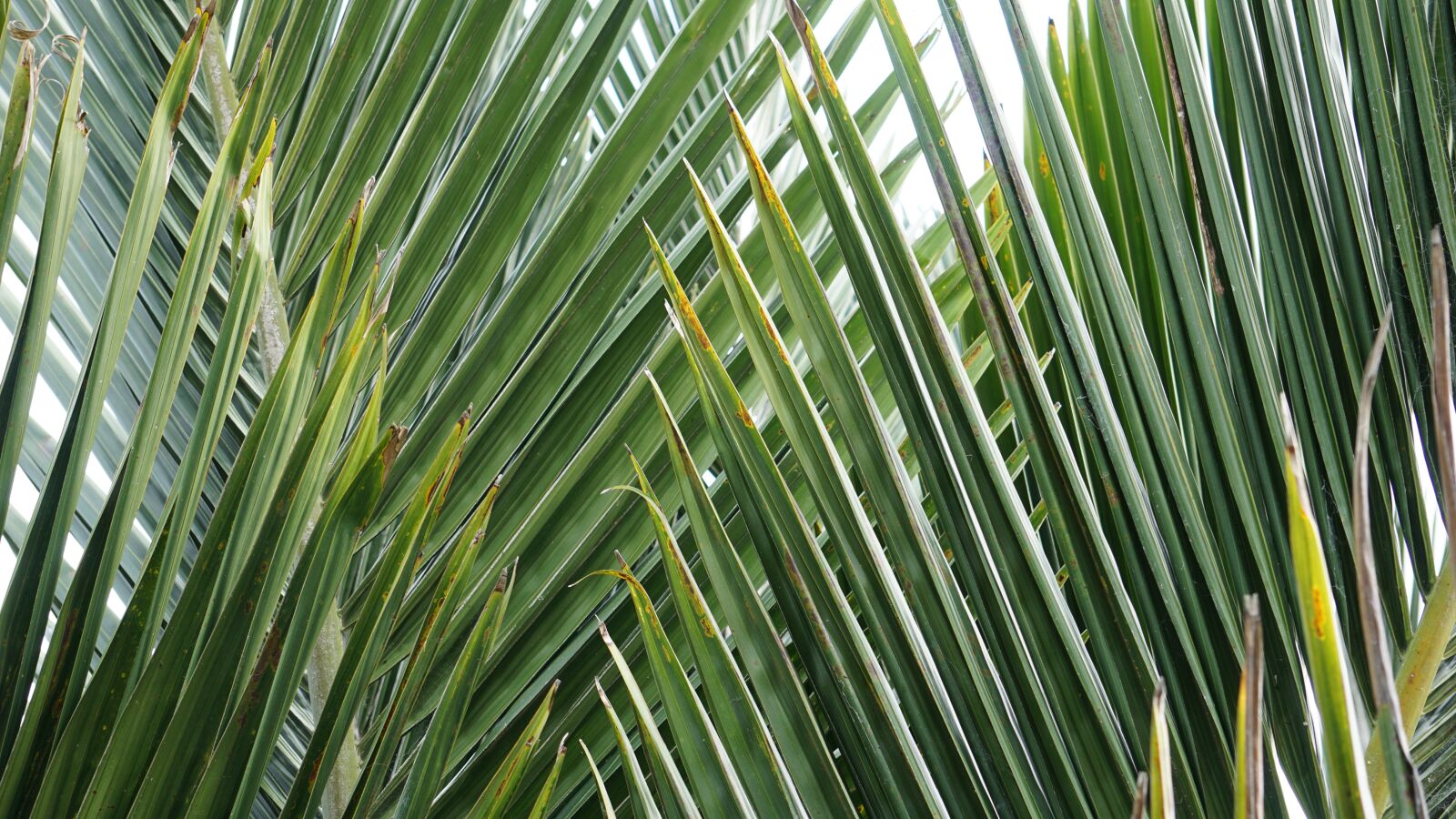 Sony E 55-210mm F4.5-6.3 OSS sample photo. Nature, garden, green photography