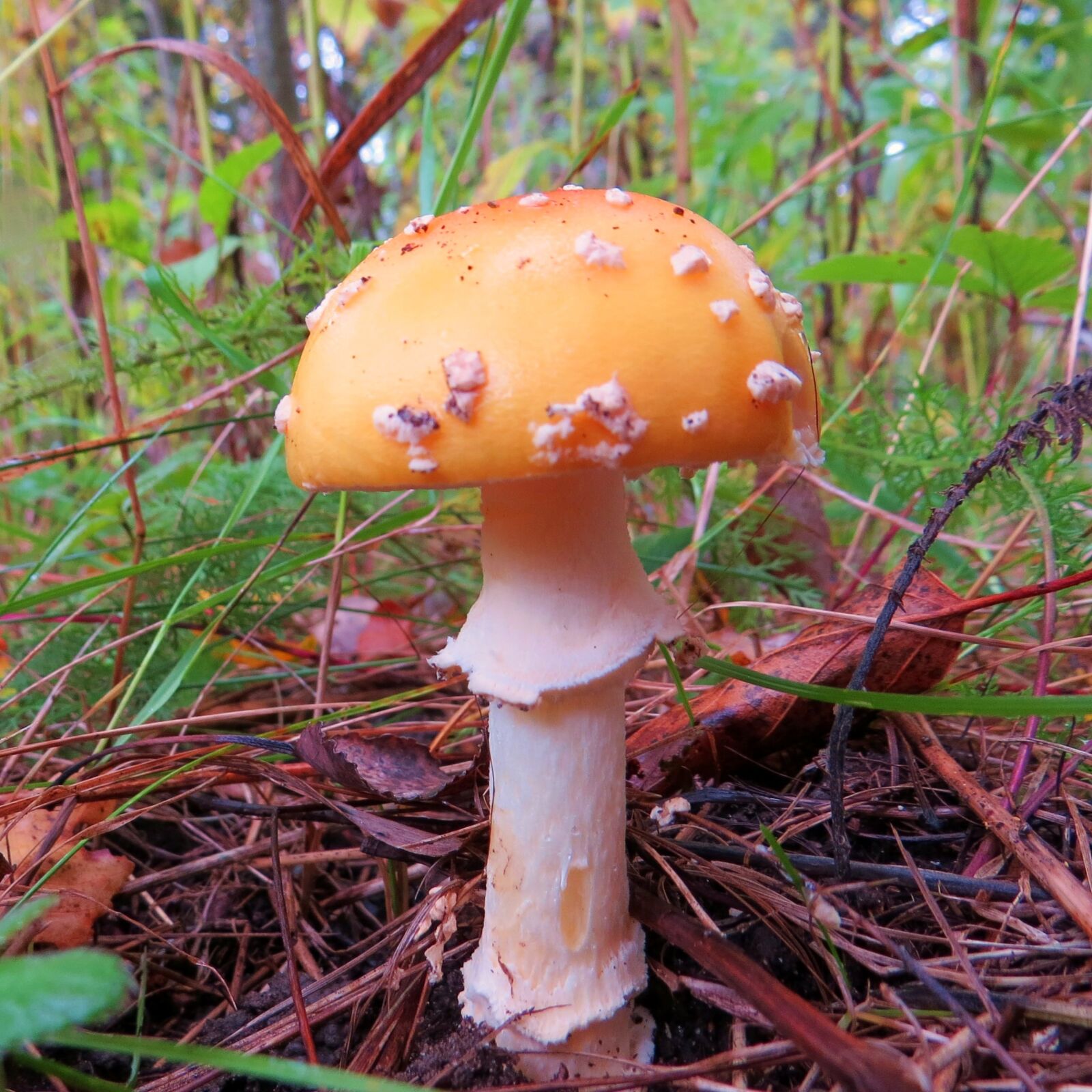 Canon PowerShot SX50 HS sample photo. Mushroom, amanita, fungus photography