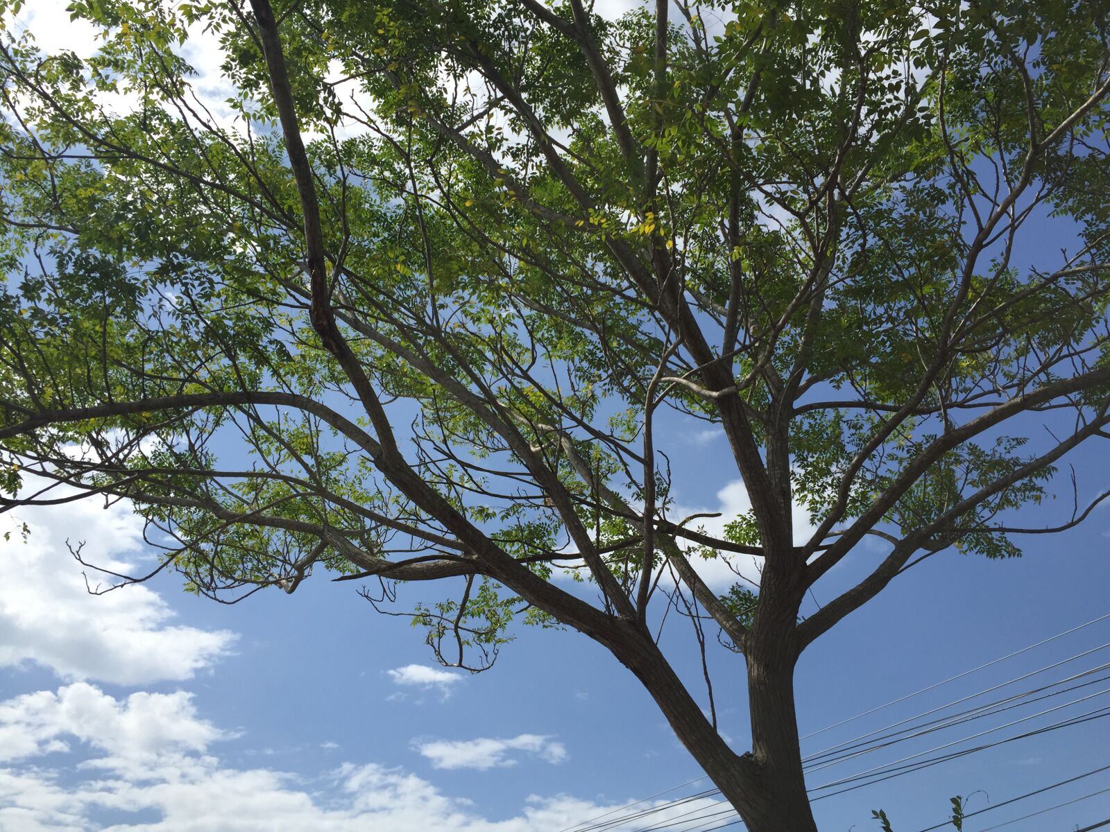 iPhone 6 back camera 4.15mm f/2.2 sample photo. Roadside, tree, leaves photography