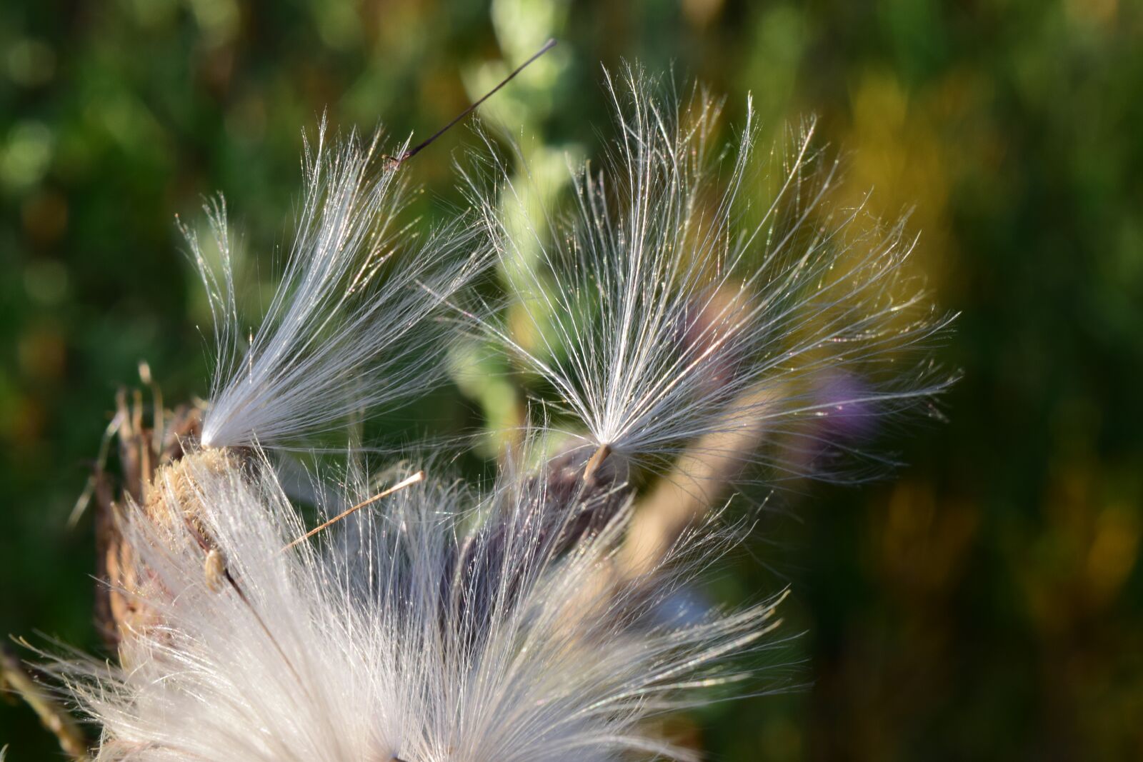 Nikon D3300 sample photo. Flying seeds, seeds, dandelion photography