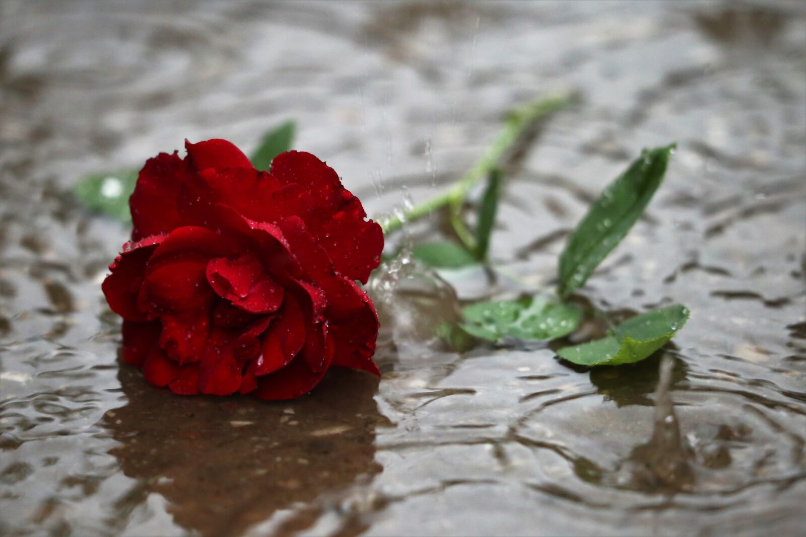 Canon EF 70-300 F4-5.6 IS II USM sample photo. Red rose in rain photography