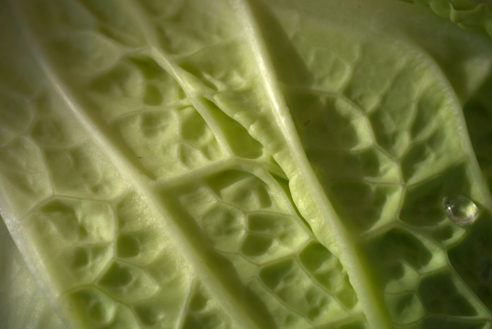 Sony FE 50mm F2.8 Macro sample photo. Savoy, vegetables, kohl photography