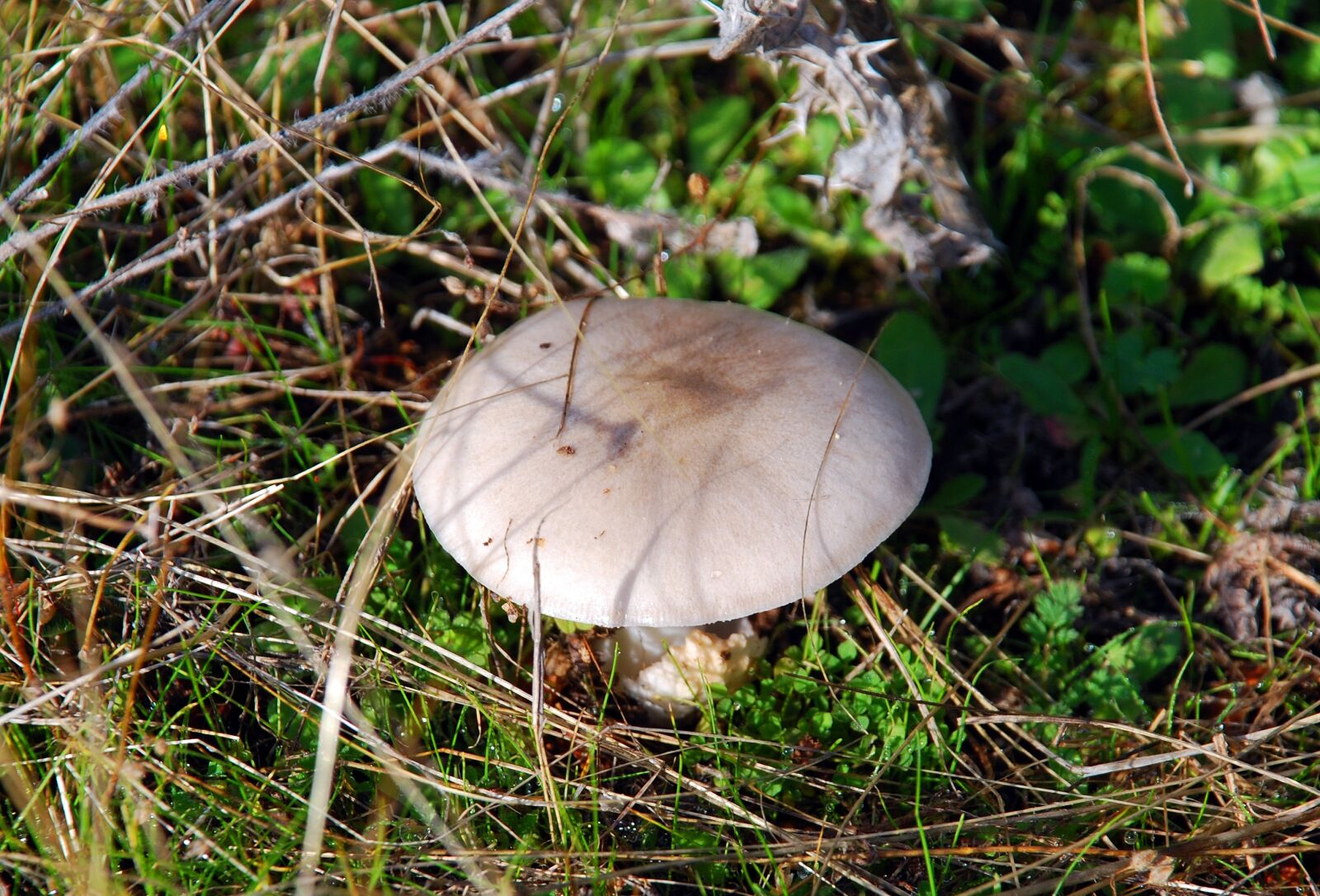 Nikon D80 sample photo. Mushroom, forest, autumn photography