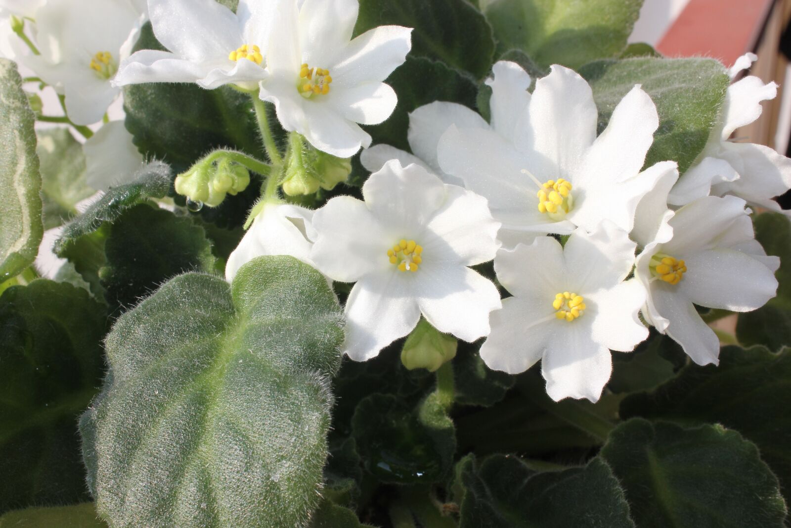 Canon EOS 550D (EOS Rebel T2i / EOS Kiss X4) sample photo. White, flower, violet photography