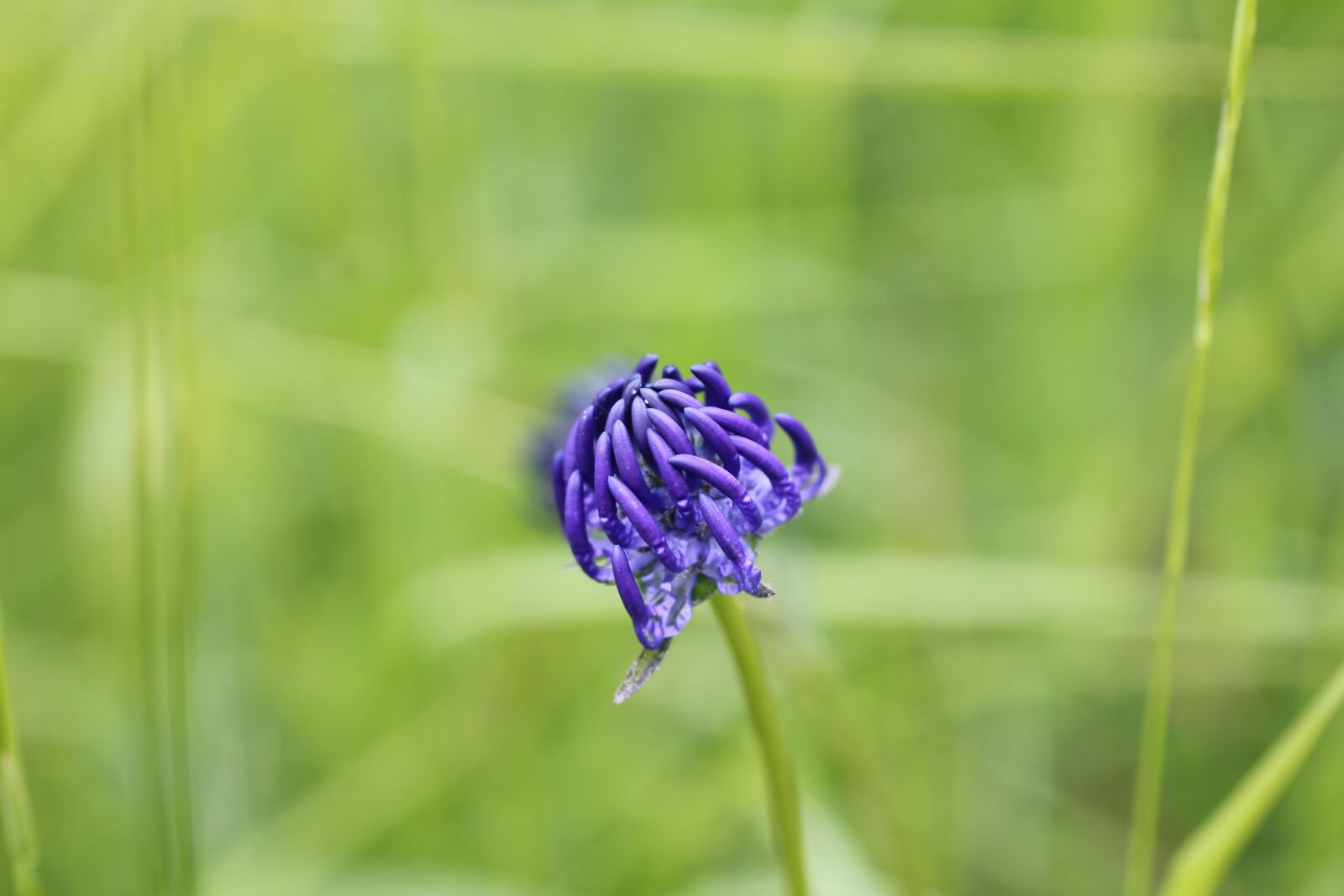 Canon EOS 550D (EOS Rebel T2i / EOS Kiss X4) sample photo. Devil's claw, blue, wild photography
