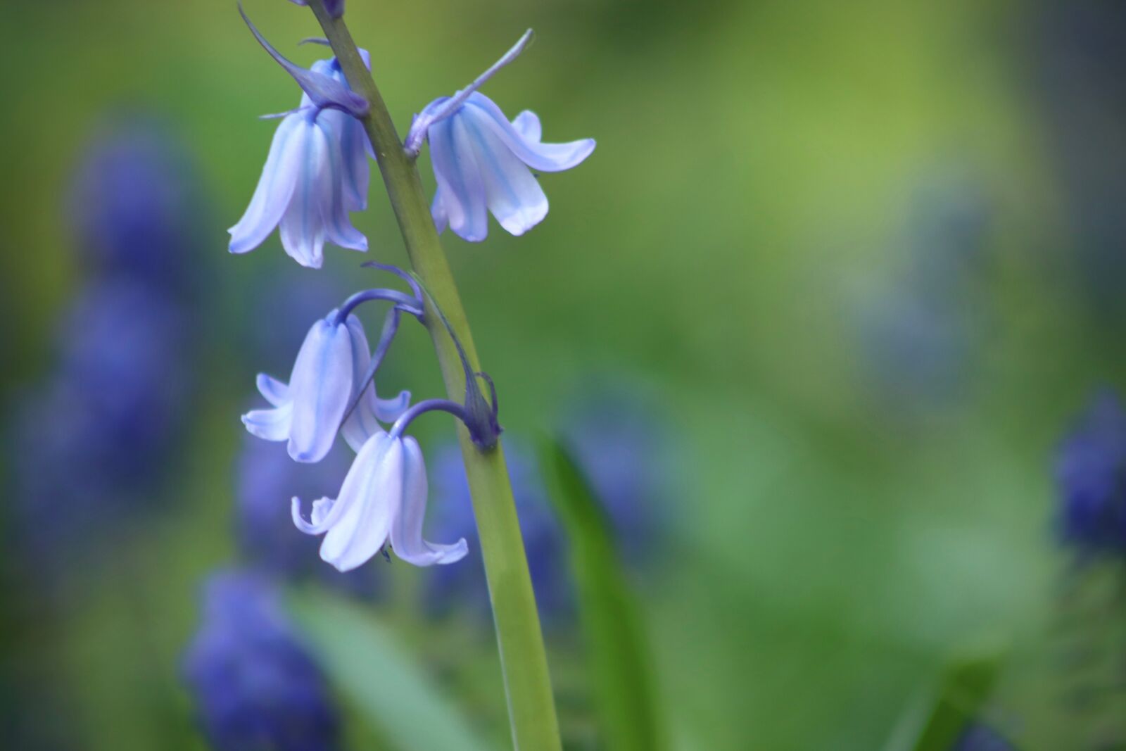 Canon EOS 800D (EOS Rebel T7i / EOS Kiss X9i) sample photo. Bluebell, spanish hasengl ckchen photography