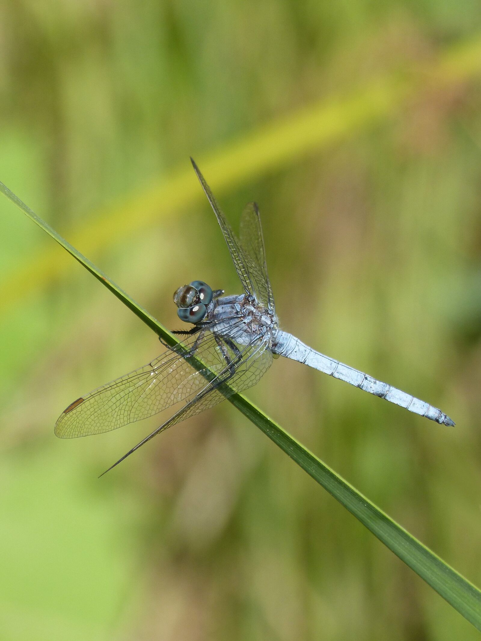 Panasonic DMC-FZ62 sample photo. Blue dragonfly, leaf, greenery photography