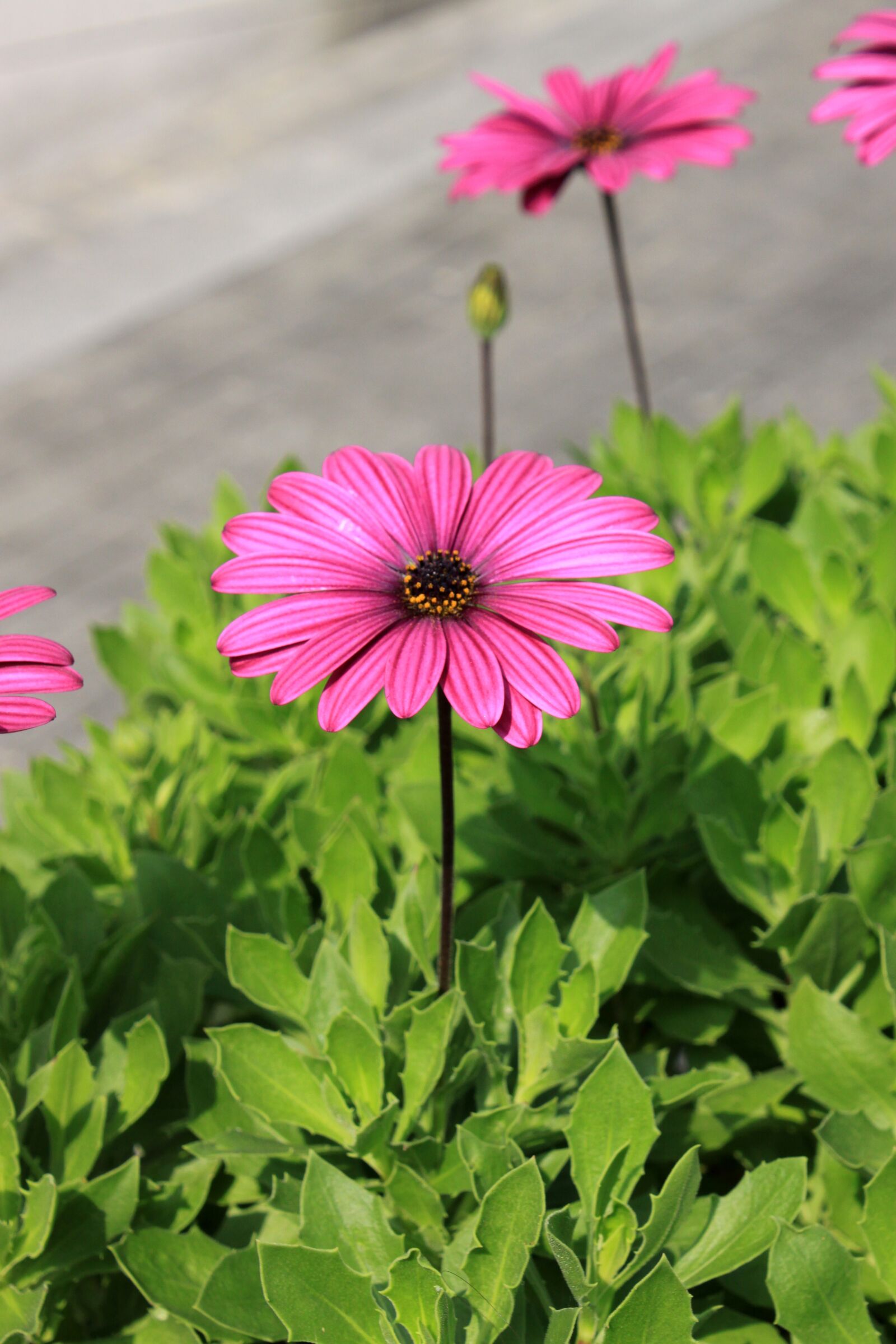 Canon EOS 50D sample photo. Flowers, pink, nature photography