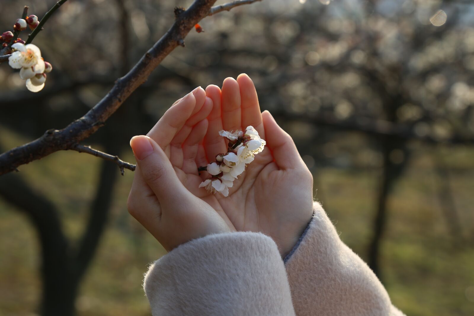 Canon EOS 6D + Canon EF 24-105mm F4L IS USM sample photo. Plum, flowers, spring photography